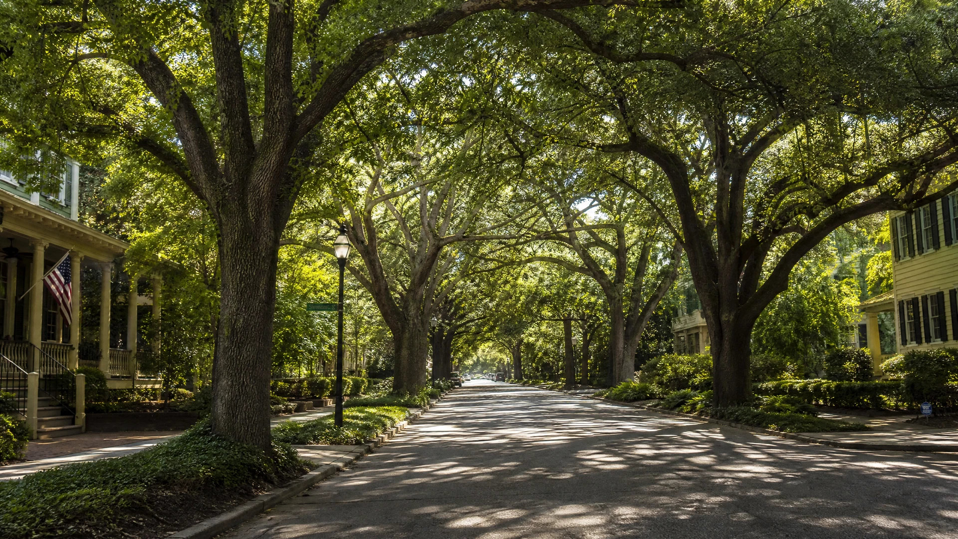 Tree-lined street in Shandon neighborhood, Columbia SC